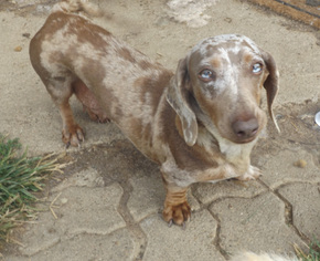 Dachshund Dogs for adoption in Zaleski, OH, USA