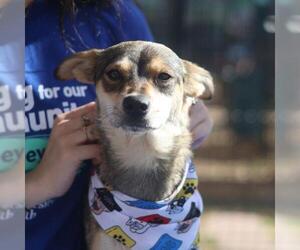 Chihuahua-Unknown Mix Dogs for adoption in San Antonio, TX, USA