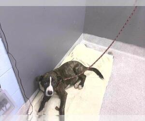 American Staffordshire Terrier-Australian Shepherd Mix Dogs for adoption in Tallahassee, FL, USA