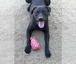 Mastador Dogs for adoption in Incline Village, NV, USA