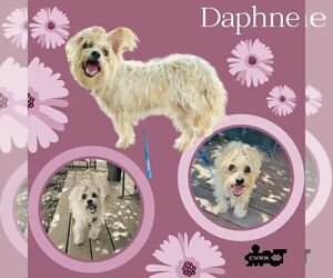 Mutt Dogs for adoption in Lindsay, CA, USA