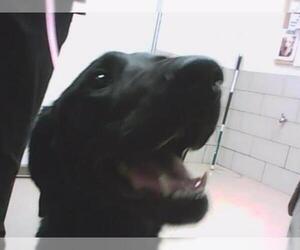 Labrador Retriever Dogs for adoption in Nashville, TN, USA