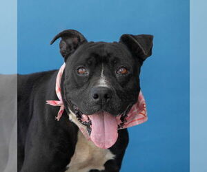 American Pit Bull Terrier Dogs for adoption in Pasadena, CA, USA