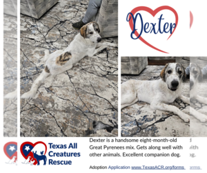 Great Pyrenees-Unknown Mix Dogs for adoption in Lillian, TX, USA