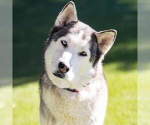 Siberian Husky Dogs for adoption in Camarillo, CA, USA