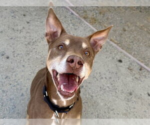 Mutt Dogs for adoption in Martinez, CA, USA
