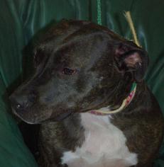 Staffordshire Bull Terrier-Unknown Mix Dogs for adoption in Longview, WA, USA