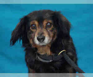 Dachshund Dogs for adoption in Downey, CA, USA