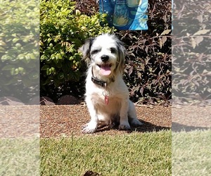 Maltipoo Dogs for adoption in Nashville, TN, USA