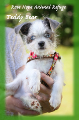 ShiChi Dogs for adoption in WATERBURY, CT, USA