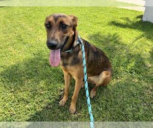 Mutt Dogs for adoption in Rancho Cucamonga, CA, USA
