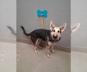 German Shepherd Dog-Unknown Mix Dogs for adoption in Las Vegas, NV, USA