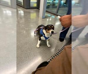 Mutt Dogs for adoption in San Martin, CA, USA