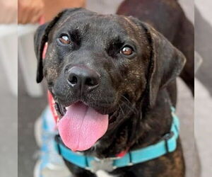 Labrador Retriever-Unknown Mix Dogs for adoption in Canton, CT, USA