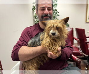 Mutt Dogs for adoption in Holly Springs, NC, USA