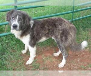 Anatolian Shepherd-Unknown Mix Dogs for adoption in Oklahoma City, OK, USA