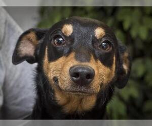 Miniature Pinscher Dogs for adoption in Ojai, CA, USA