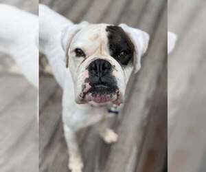 Boxer Dogs for adoption in Dumont, NJ, USA