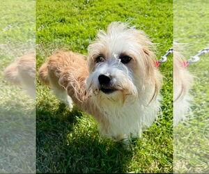 Mutt Dogs for adoption in Landenberg, PA, USA