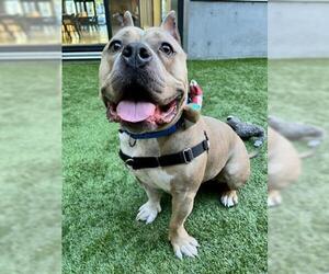 Staffordshire Bull Terrier Dogs for adoption in San Francisco, CA, USA