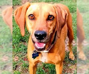 Redbone Coonhound Dogs for adoption in Frankston, TX, USA