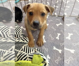 Mutt Dogs for adoption in Jackson Township, NJ, USA