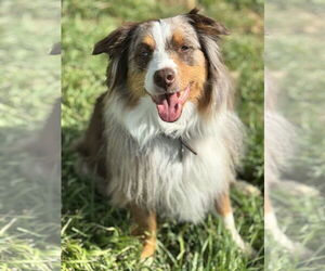 Australian Shepherd Dogs for adoption in Dallas, TX, USA