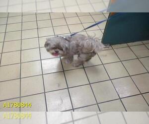 Medium Photo #1 Shih Tzu Puppy For Sale in West Palm Beach, FL, USA