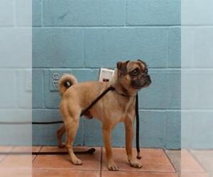 Pug-Unknown Mix Dogs for adoption in Downey, CA, USA