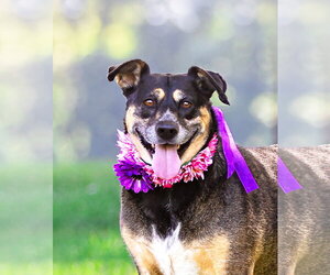 Mutt Dogs for adoption in Unionville, PA, USA