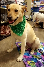 Medium Photo #1 Carolina Dog-Labrador Retriever Mix Puppy For Sale in Irving, TX, USA