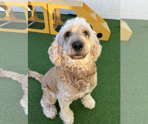 Goldendoodle Dogs for adoption in Valrico, FL, USA