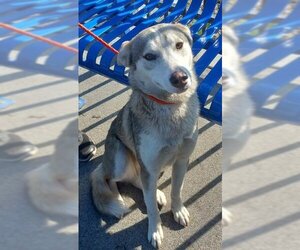 Siberian Husky-Unknown Mix Dogs for adoption in Stockton, CA, USA