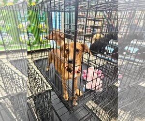Affenpinscher-Pug Mix Dogs for adoption in Pipe Creek, TX, USA