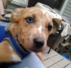 Catahoula Leopard Dog-Unknown Mix Dogs for adoption in Wilmore, KY, USA