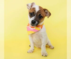 Chug Dogs for adoption in phoenix, AZ, USA
