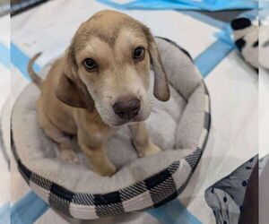 Labbe Dogs for adoption in Princeton, MN, USA