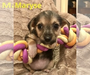 Mutt Dogs for adoption in Texarkana, TX, USA