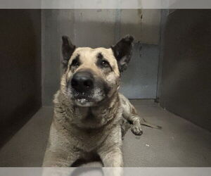 German Shepherd Dog Dogs for adoption in San Bernardino, CA, USA