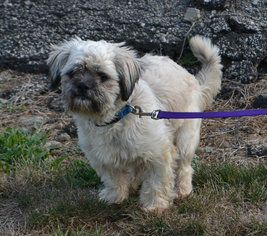 Shih Apso Dogs for adoption in Akron, OH, USA