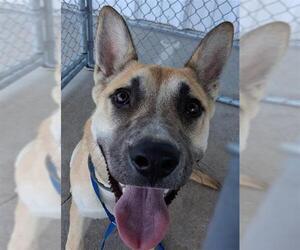 German Shepherd Dog Dogs for adoption in Bakersfield, CA, USA