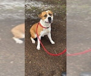 Mutt Dogs for adoption in St. Cloud, FL, USA
