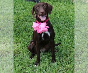 Medium Photo #1 Chocolate Labrador retriever-German Shorthaired Pointer Mix Puppy For Sale in Bandera, TX, USA