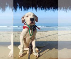 Dogo Argentino Dogs for adoption in Menifee, CA, USA