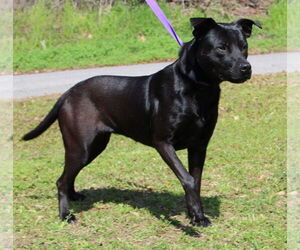 Labrador Retriever-Unknown Mix Dogs for adoption in Prattville, AL, USA