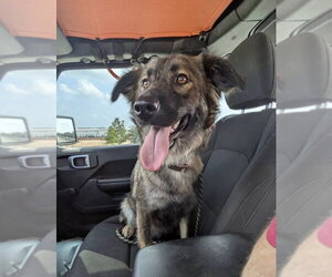 German Shepherd Dog-Unknown Mix Dogs for adoption in The Woodlands, TX, USA