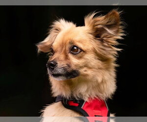Tibetan Spaniel-Unknown Mix Dogs for adoption in Ellijay, GA, USA