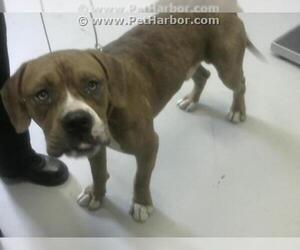 Boxer Dogs for adoption in Corpus Christi, TX, USA