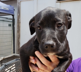 Labrador Retriever Dogs for adoption in Livingston, TX, USA