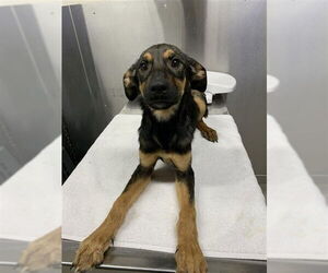 Rottweiler-Siberian Husky Mix Dogs for adoption in Fairbanks, AK, USA